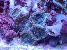 画像2: No.1 フィジー産 マメスナギンチャクsp (2)