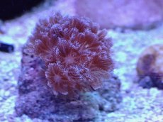 画像1: No.1 フィジー産 チガイウミアザミ パクパク (1)