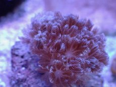 画像2: No.1 フィジー産 チガイウミアザミ パクパク (2)