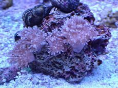 画像1: No.2 フィジー産 チガイウミアザミ パクパク (1)