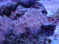 画像2: No.2 フィジー産 チガイウミアザミ パクパク (2)