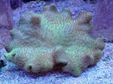 画像1: No.1 フィジー産 ヒダベリウミキノコ イエロー (1)