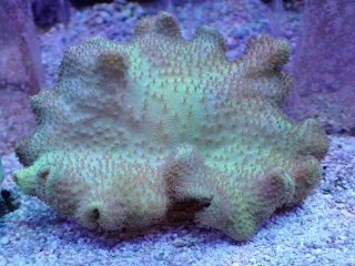 ライブロック ミックスザイズ を買うならアクアスタイルユー 海水魚