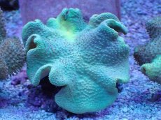 画像1: No.2 フィジー産 ヒダベリウミキノコ イエロー (1)