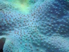 画像2: No.2 フィジー産 ヒダベリウミキノコ イエロー (2)