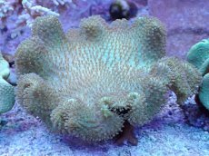 画像1: No.3 フィジー産 ヒダベリウミキノコ イエロー (1)