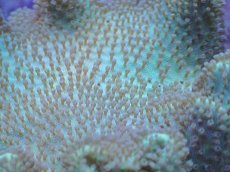 画像2: No.3 フィジー産 ヒダベリウミキノコ イエロー (2)