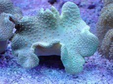 画像1: No.4 フィジー産 ヒダベリウミキノコ イエロー (1)