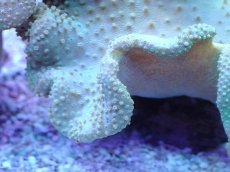 画像2: No.4 フィジー産 ヒダベリウミキノコ イエロー (2)