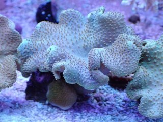 No.8 カクオオトゲキクメイシを買うならアクアスタイルユー 大阪の