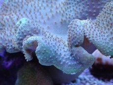 画像2: No.5 フィジー産 ヒダベリウミキノコ イエロー (2)