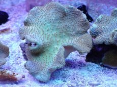 画像1: No.6 フィジー産 ヒダベリウミキノコ イエロー (1)