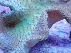 画像2: No.6 フィジー産 ヒダベリウミキノコ イエロー (2)