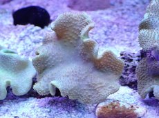 画像1: No.7 フィジー産 ヒダベリウミキノコ イエロー (1)