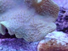 画像2: No.7 フィジー産 ヒダベリウミキノコ イエロー (2)