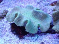 画像1: No.8 フィジー産 ヒダベリウミキノコ イエロー (1)