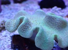 画像2: No.8 フィジー産 ヒダベリウミキノコ イエロー (2)