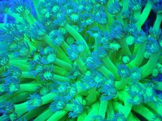 画像2: No.1 激美ハナガタサンゴ 蛍光グリーンツートン　　【珍しい、レアな個体♪】 (2)