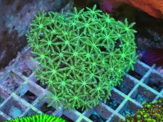 画像1: No.1 フィジー産 クダサンゴ グリーン (1)