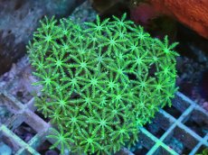 画像2: No.1 フィジー産 クダサンゴ グリーン (2)