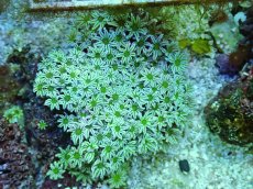 画像1: No.2 フィジー産 クダサンゴ グリーンコア　　【人気No.1】 (1)