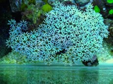 画像1: No.3 フィジー産 クダサンゴ グリーンブラックコア (1)