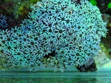 画像2: No.3 フィジー産 クダサンゴ グリーンブラックコア (2)