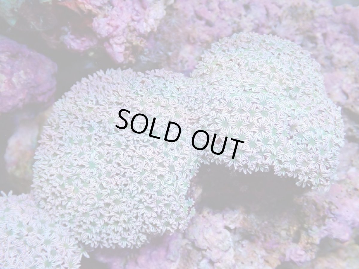 画像1: No.4 フィジー産 クダサンゴ グリーンコア　　【人気No.1】 (1)