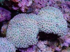 画像1: No.4 フィジー産 クダサンゴ グリーンコア　　【人気No.1】 (1)