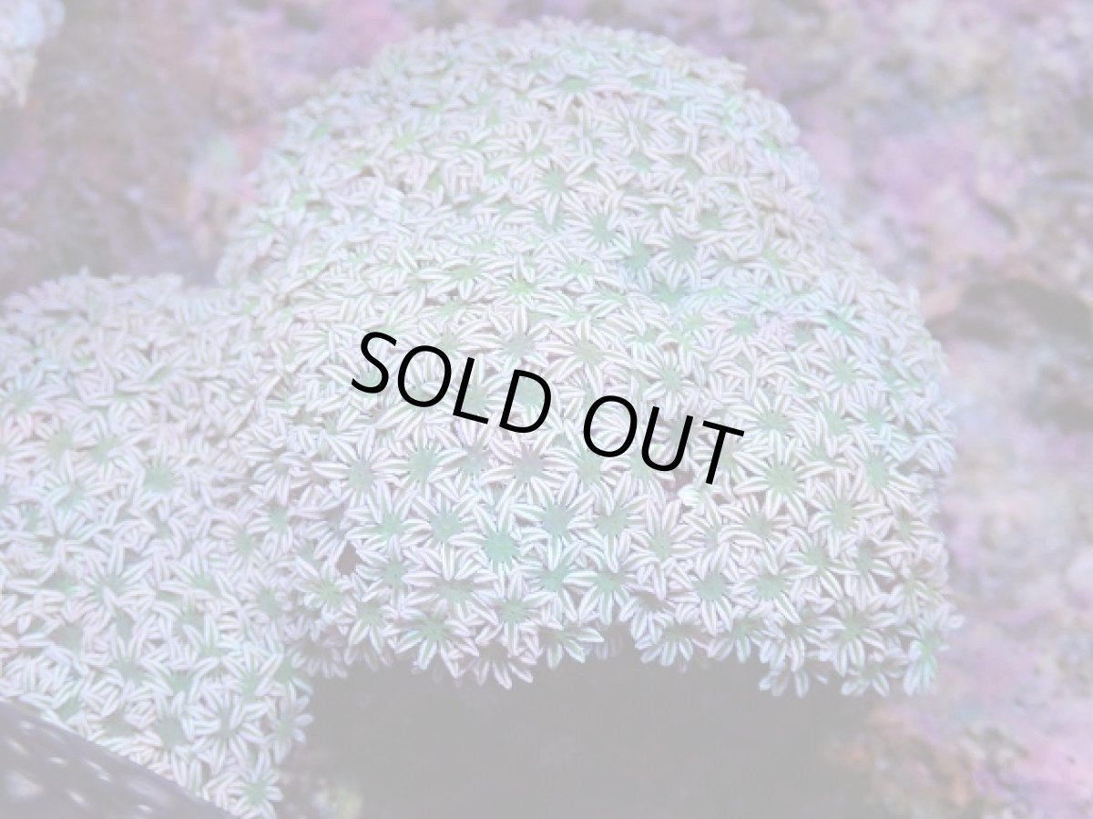 画像2: No.4 フィジー産 クダサンゴ グリーンコア　　【人気No.1】 (2)