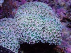 画像2: No.4 フィジー産 クダサンゴ グリーンコア　　【人気No.1】 (2)