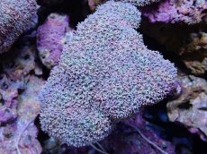 画像1: No.5 フィジー産 クダサンゴ グリーンコア　　【人気No.1】 (1)