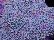 画像2: No.5 フィジー産 クダサンゴ グリーンコア　　【人気No.1】 (2)