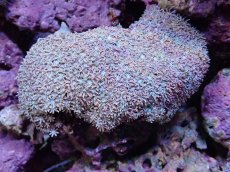 画像1: No.6 フィジー産 クダサンゴ ホワイトカラー (1)