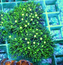 画像1: No.1 スターポリプ メタリックグリーンフラグ (1)