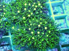 画像2: No.1 スターポリプ メタリックグリーンフラグ (2)