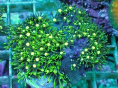 画像1: No.2 スターポリプ メタリックグリーンフラグ (1)