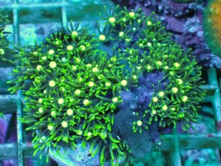 スターポリプ大 No.2 スターポリプ メタリックグリーンフラグを買うならアクアスタイル