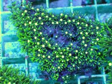 画像1: No.3 スターポリプ メタリックグリーンフラグ (1)