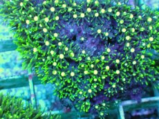 画像2: No.3 スターポリプ メタリックグリーンフラグ (2)