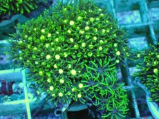 画像1: No.4 スターポリプ メタリックグリーンフラグ (1)