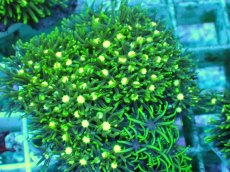 画像2: No.4 スターポリプ メタリックグリーンフラグ (2)