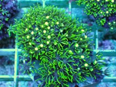 画像1: No.5 スターポリプ メタリックグリーンフラグ (1)