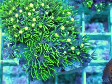 画像2: No.5 スターポリプ メタリックグリーンフラグ (2)