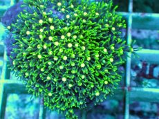 画像2: No.6 スターポリプ メタリックグリーンフラグ (2)