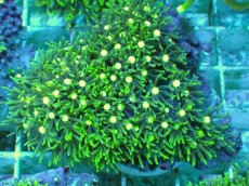 画像1: No.7 スターポリプ メタリックグリーンフラグ (1)