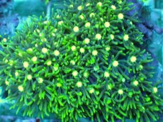 画像2: No.7 スターポリプ メタリックグリーンフラグ (2)