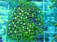 画像1: No.8 スターポリプ メタリックグリーンフラグ (1)