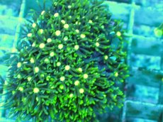 画像2: No.8 スターポリプ メタリックグリーンフラグ (2)