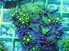 画像1: No.9 スターポリプ メタリックグリーンフラグ (1)